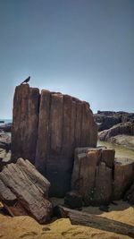 Bird perching on rock against clear sky