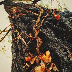 Close-up of tree trunk