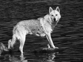 Portrait of dog swimming in lake