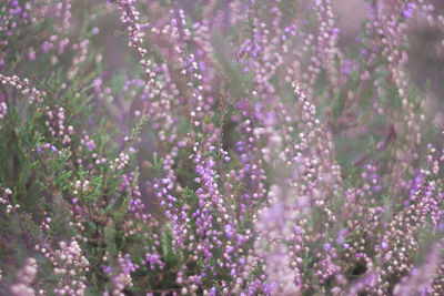 Close-up of purple flowers blooming outdoors