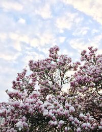 Low angle view of pink flowers blooming on tree against sky