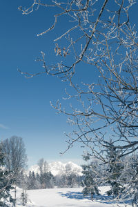 Snow covered plants against blue sky