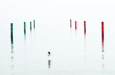 Birds swimming in lake