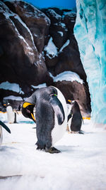 Penguin on snow covered landscape