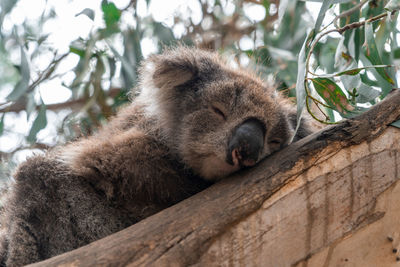 Close up high angle view of australian koala sleeping in tree showing ears nose eyes and claws