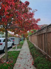 Footpath amidst flowering plants during autumn