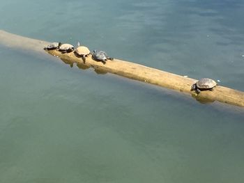 High angle view of bird perching on a lake