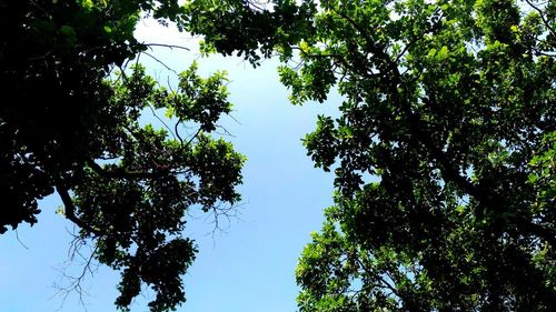 Low angle view of trees against sky