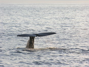 Whale swimming in sea