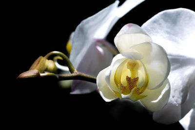 Close-up of white orchids against black background