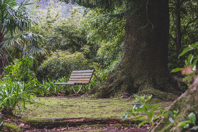 Empty bench in park