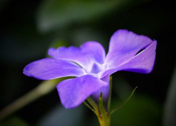 Close-up of purple flowers