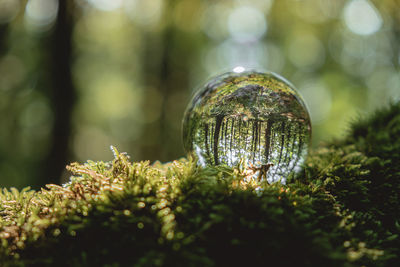  crystal ball lies on a moss in the forest. concept and theme of nature, environmental protection.