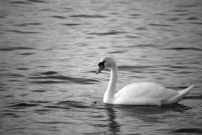 Swan swimming in lake