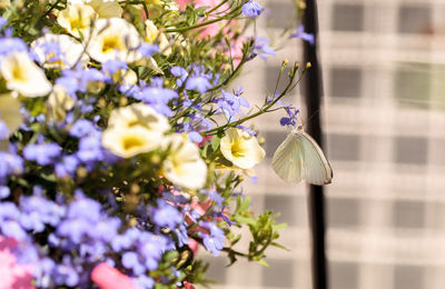 Butterfly pollinating on flower