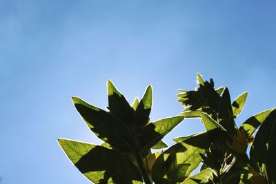 Low angle view of plant against clear blue sky