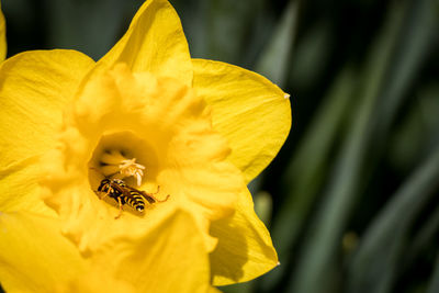 Close-up of insect on yellow flower