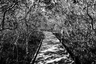 Empty footpath amidst trees in forest