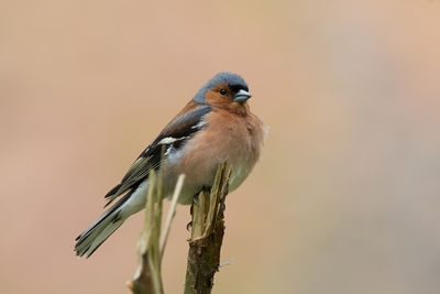 Close-up of sparrow perching on plant