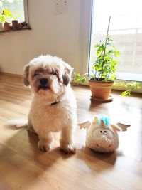 Portrait of dog at home