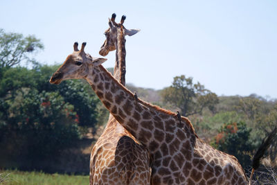 Close-up of giraffes against sky