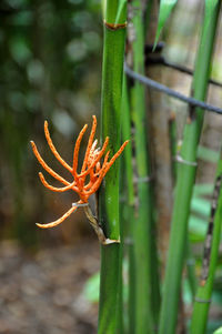 Close-up of orange flower on field