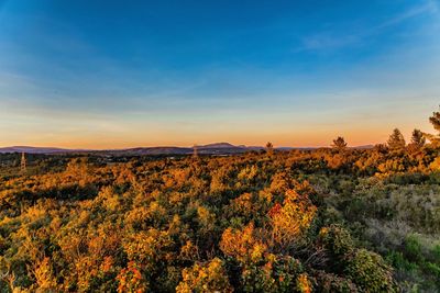 Scenic view of landscape during sunset