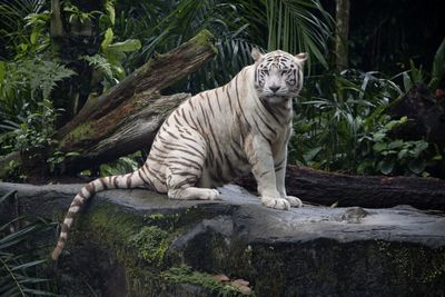 Cat sitting on rock