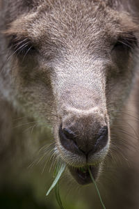 Close-up portrait of a horse