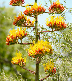 Close-up of yellow flowering plant