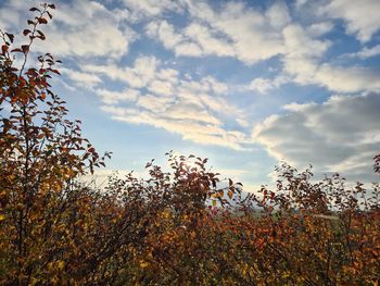 Low angle view of flowering plants against sky