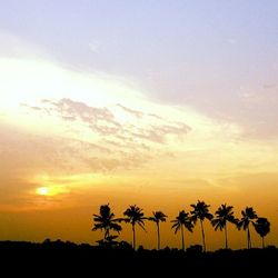 Silhouette of trees at sunset