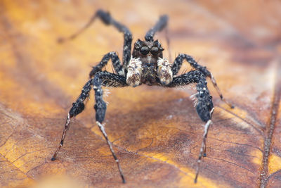 Close-up of spider on wood