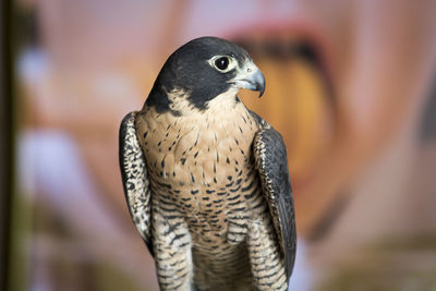 Close-up of a aplomado falcon perching