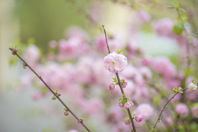 Close-up of pink cherry blossoms