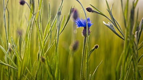 Close-up of purple flowering plants on field