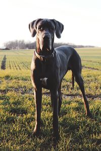 Portrait of dog on field against sky