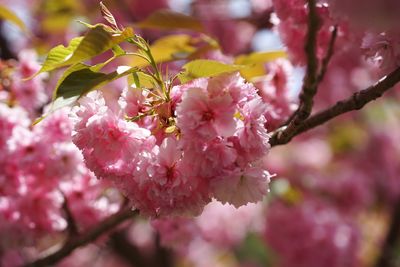 Close-up of pink flowers on tree