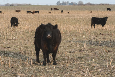 Horse grazing on field