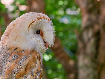 Close-up of a bird