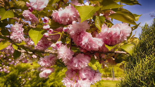 Pink flowers on tree