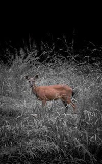 View of deer on field at night