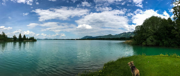 Dog by lake against sky