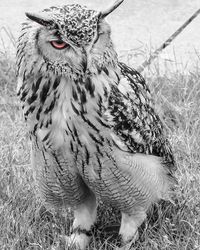 Close-up portrait of owl on field