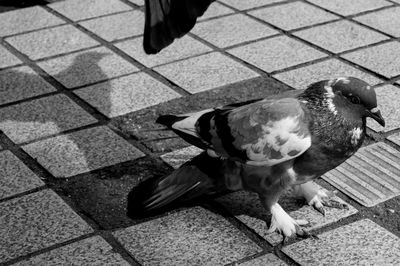 Low section of bird on floor