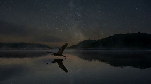 Full length of bird on lake against sky at night