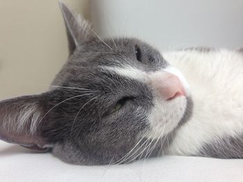 Close-up of cat sleeping