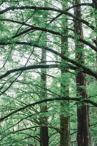 Low angle view of bamboo trees in forest