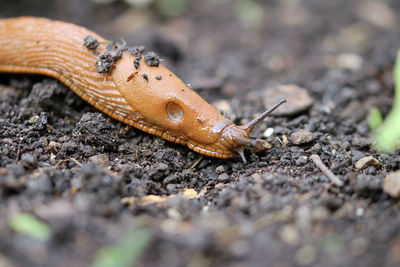 The slug is out and about in the vegetable garden