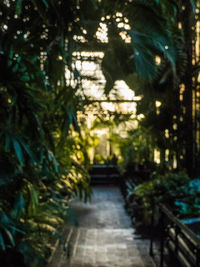 Street amidst trees